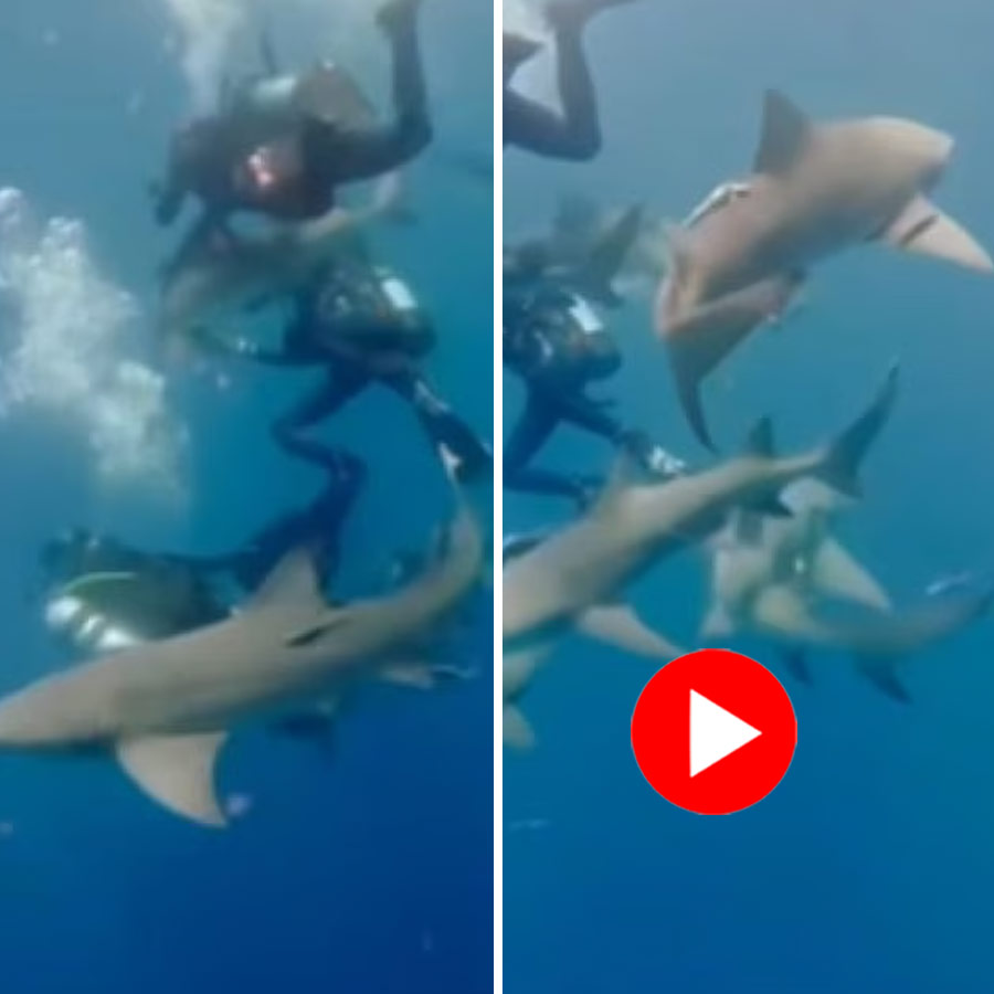 Video shows group of shark attack man in Florida