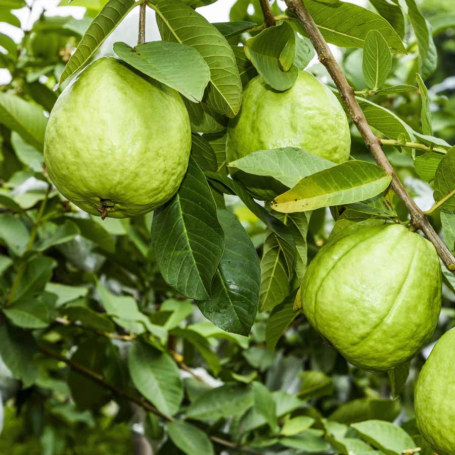 Raw or ripe guava or guava leaves which one is best  for diabetic dgtl