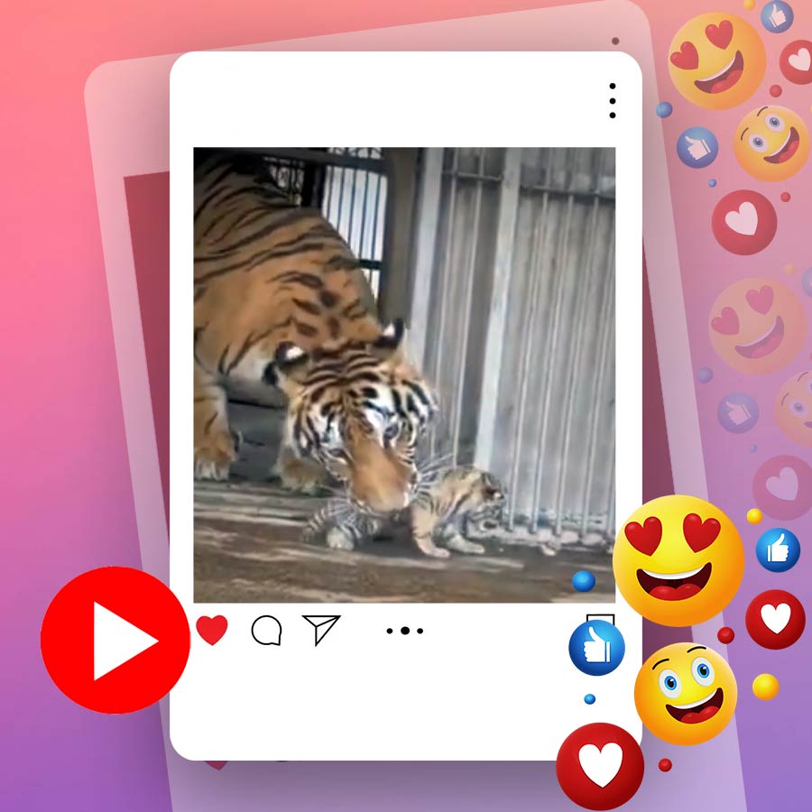 Video of baby tiger sneeking out to see zoo visitors and its mother pulling it back goes viral dgtl