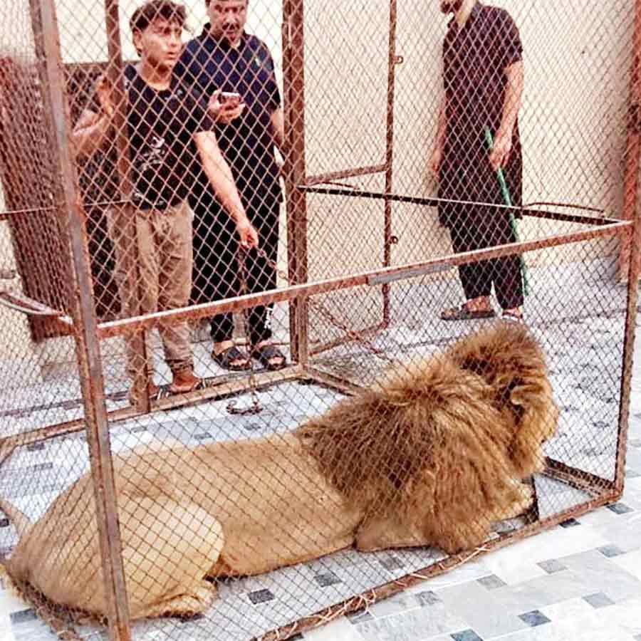 বিপদ: পাকিস্তানে ‘পোষা’ সিংহ।