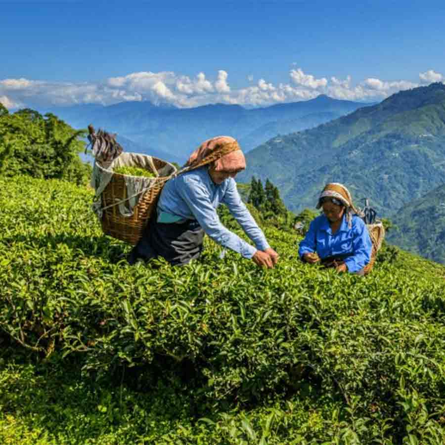 Tea garden owner and worker having high hopes regarding open Market trade of Darjeeling tea