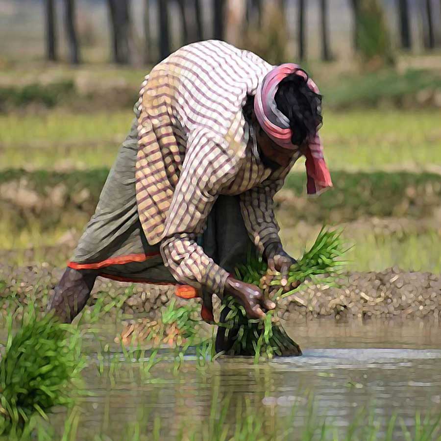 Clerical error turns farmer into poorest in India dgtl