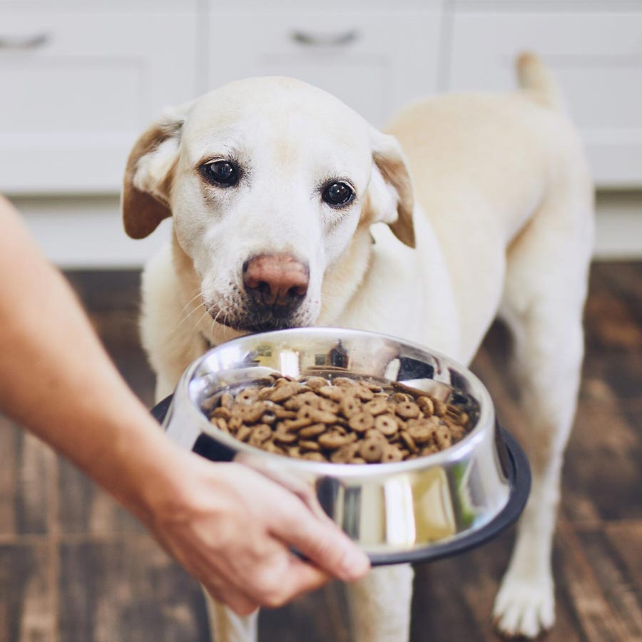 How much food should you give your pet dog daily