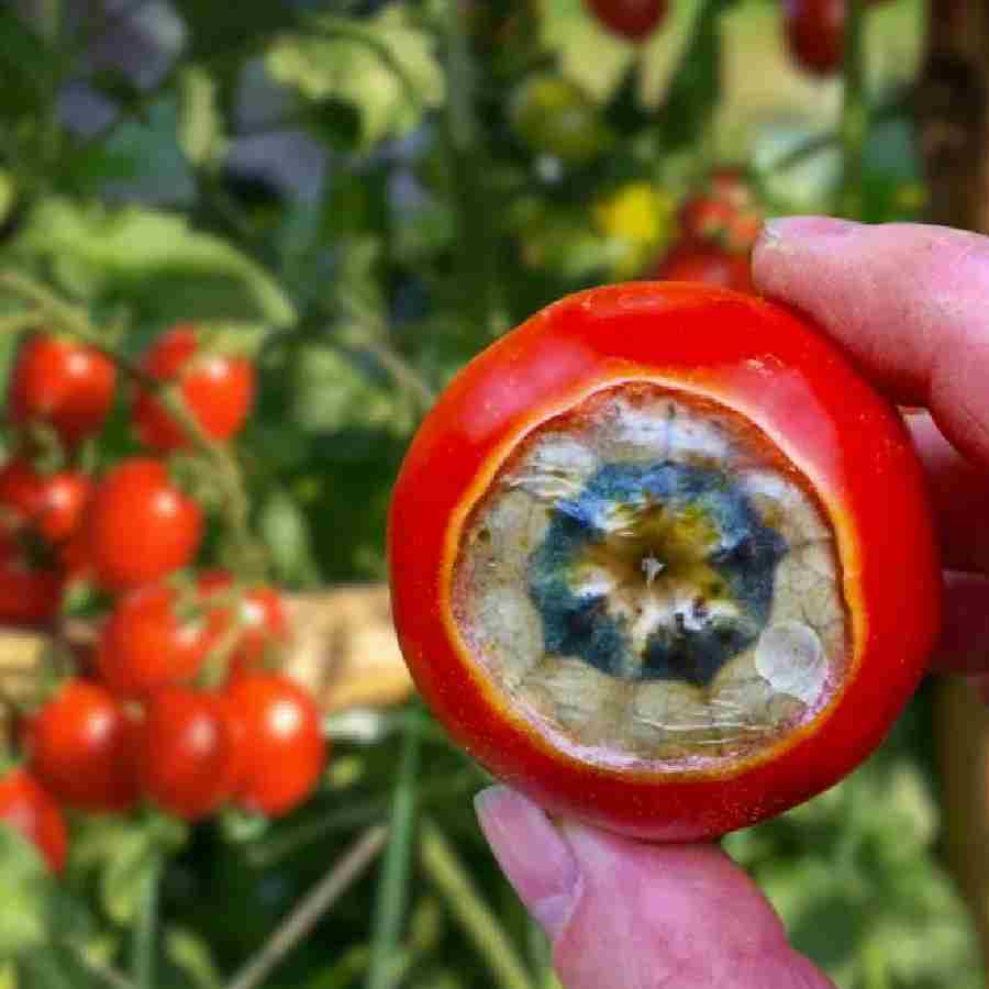 How to prevent black spot on tomatoes dgtl
