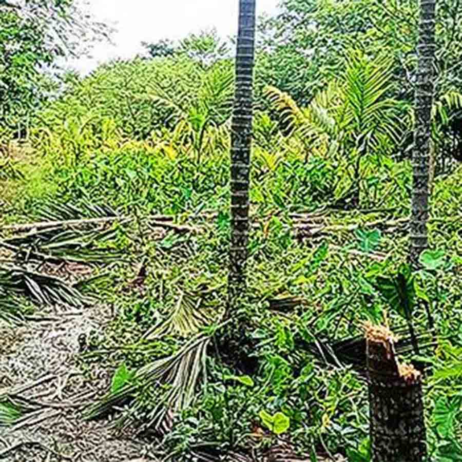 Elephants destroyed fruitful betel nuts farm at kalchini