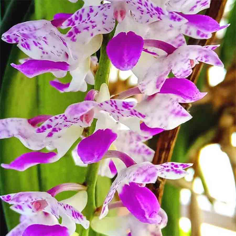 Forest Department to tie up with Sidho Kano Birsha University to search for rare orchids and fern