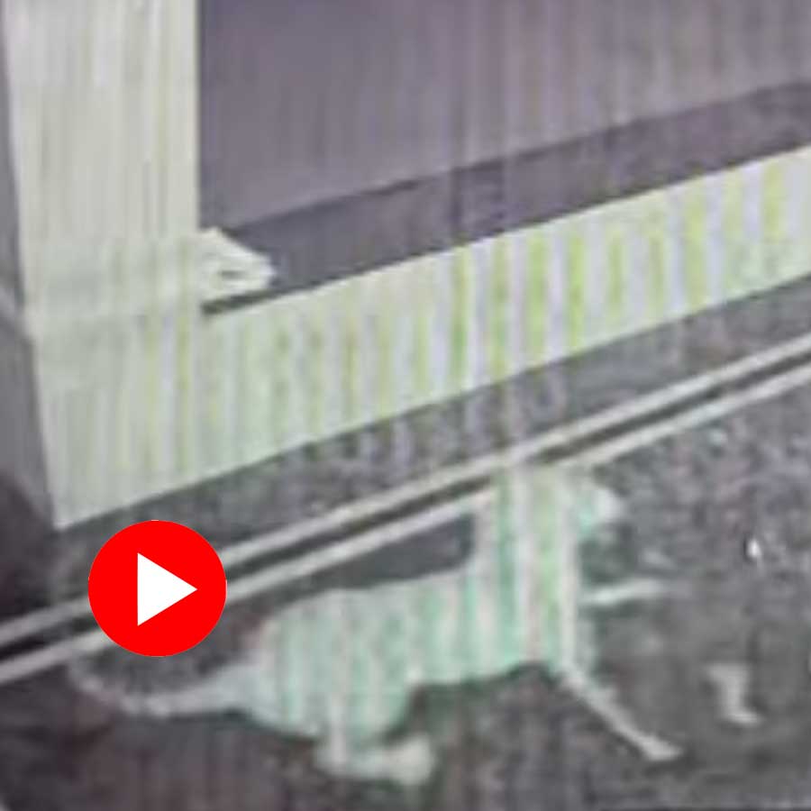 Video shows leopard attacks pet dog in Karnataka’s Mandya