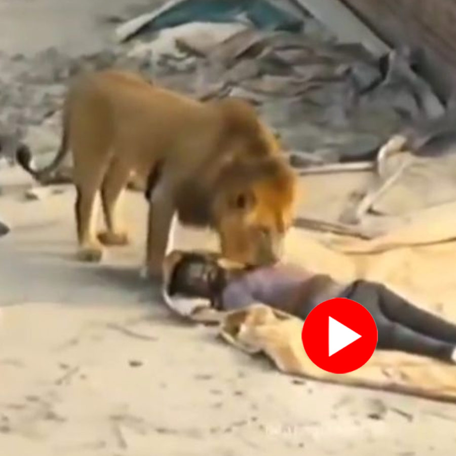 Video shows Lion roaming in roof of under construction building, netizen says could be AI generated