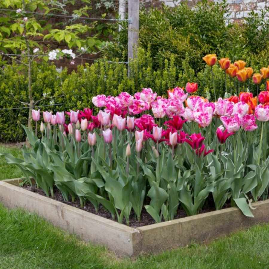 একই ফুল একসঙ্গে এক জায়গায় পুঁতে দিন। তাতে উপকার পাবেন।