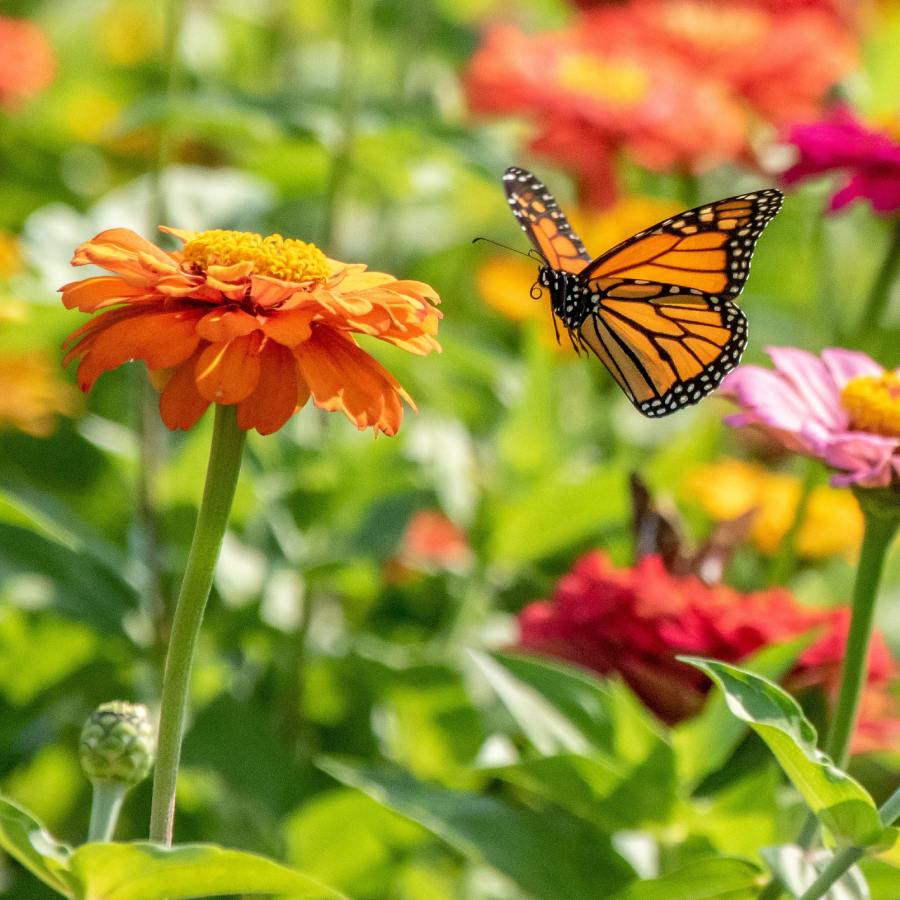 how to attract butterflies and bees to your home garden with simple tricks for pollination dgtl