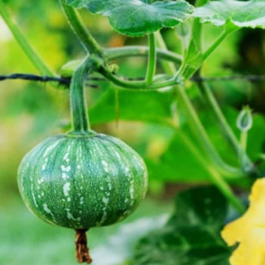 জুলাই শেষে কোন সব্জি বসাতে পারেন বাগানে?