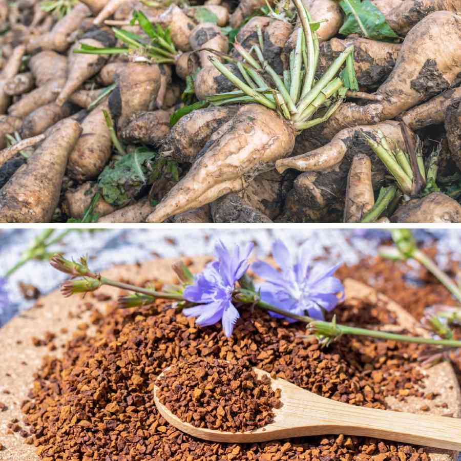 কফিতে মেশানো থাকে চিকোরি নামে এক ধরনের গাছের শিকড়।