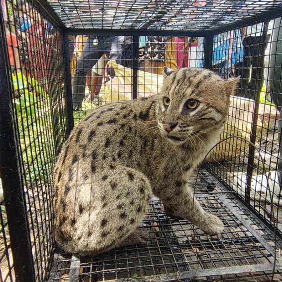 Villagers of Uluberia of Howrah District rescued a fishing cat dgtld