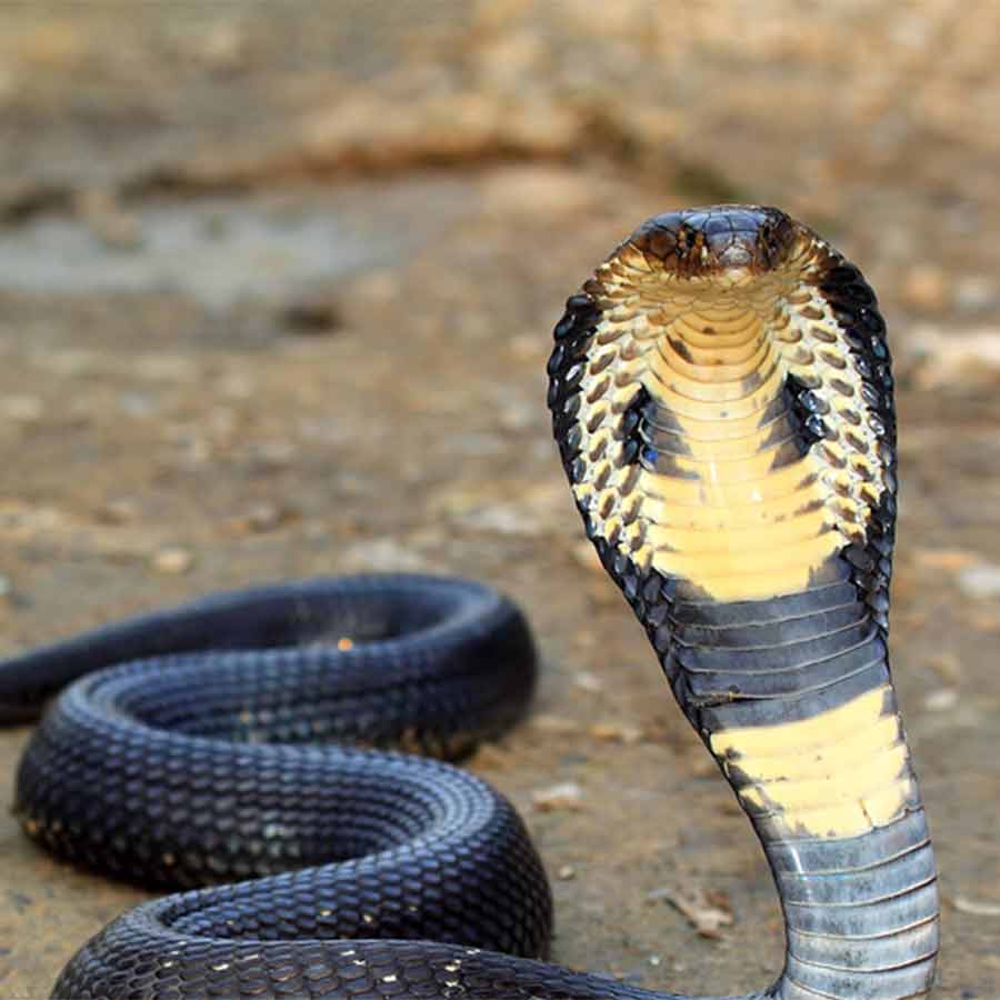 Snakes are not the enemy, we want to spread awareness to eliminate fear