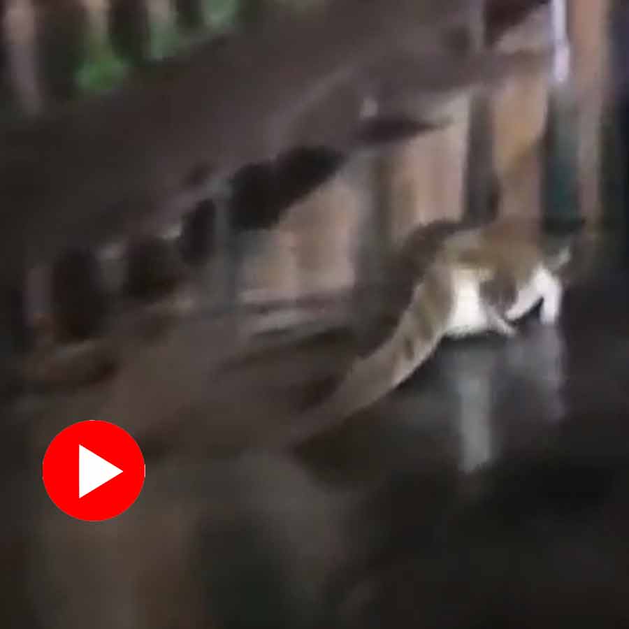 Video of two crocodiles crawling out on road in Madhya Pradesh Shivpuri goes viral dgtl