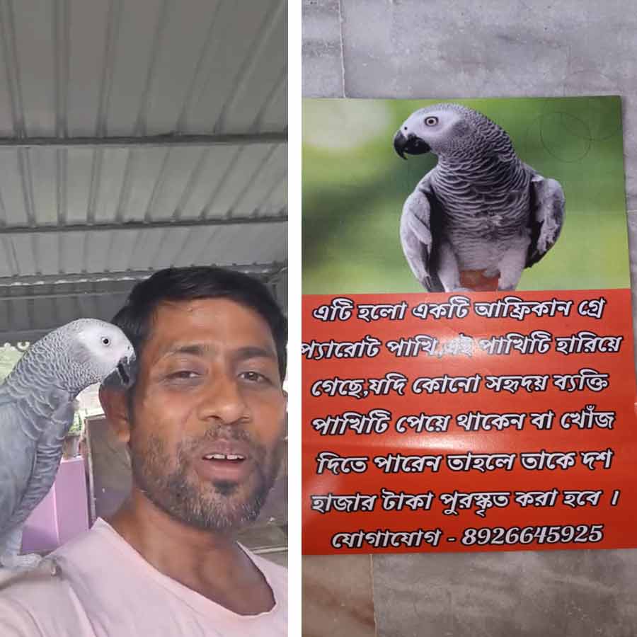 African Grey Parrot