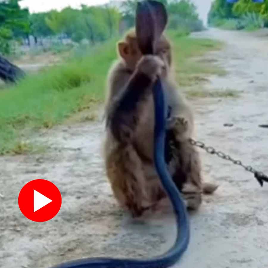 Video shows Monkey does something unbelievable after seeing a snake