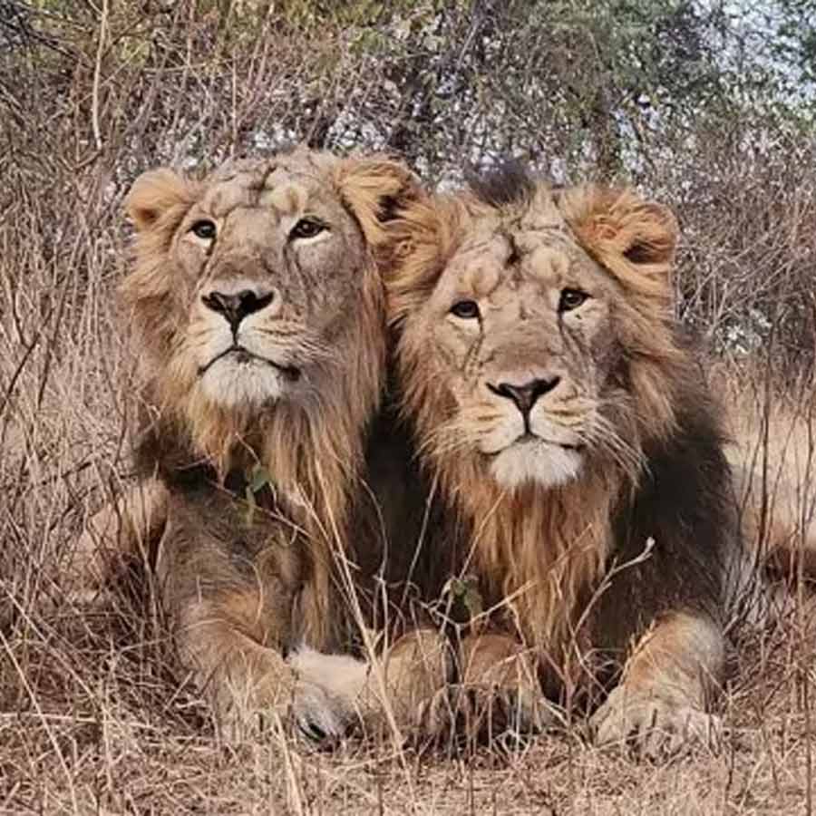Lion of Gir National Park Jay dies weeks after another lion Veeru died dgtl