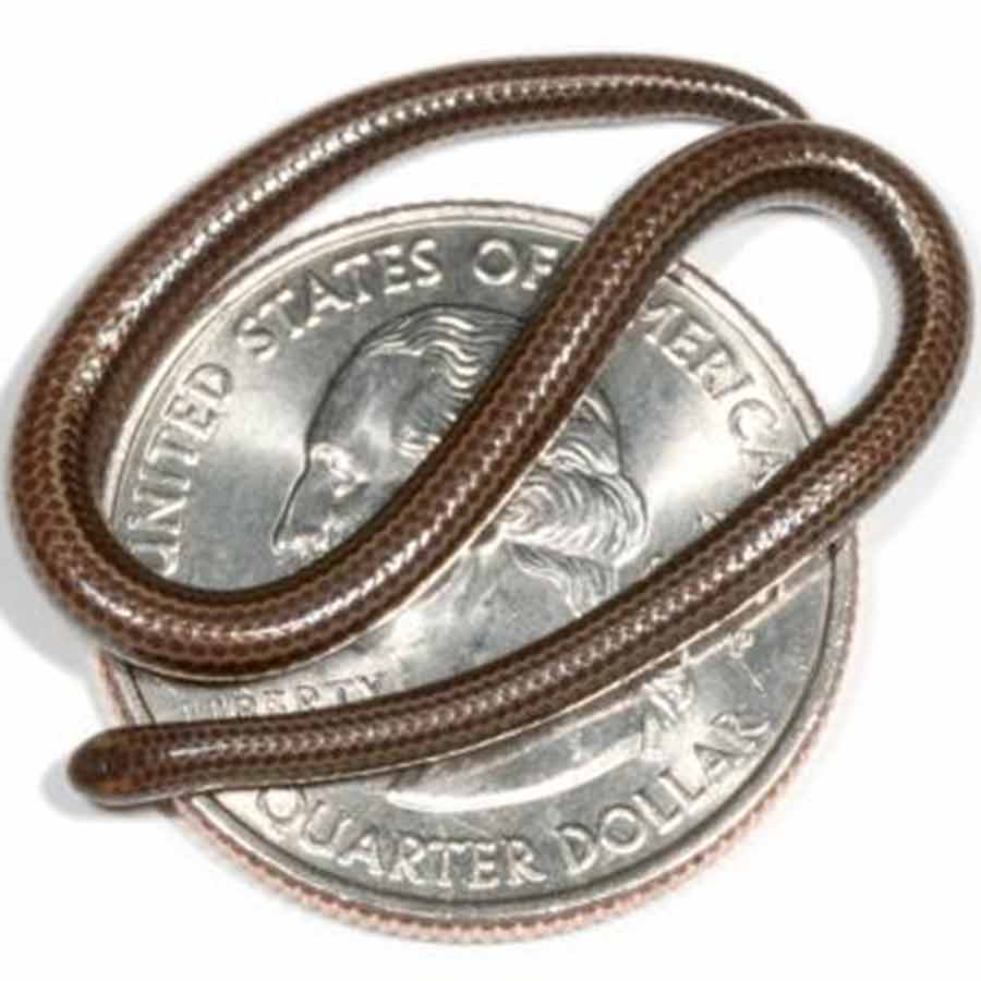 World's smallest snake returns after two decades of disappearance DGTL