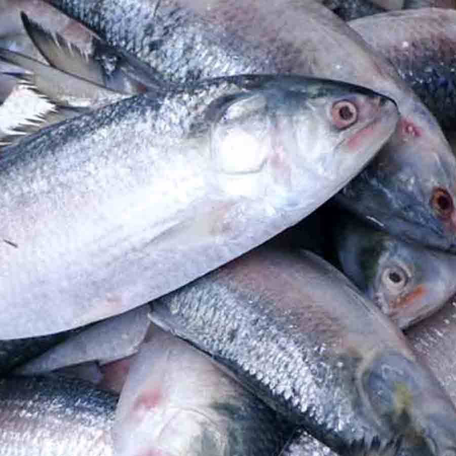 Myanmar's Hilsa in high demand during Jamai Shasthi