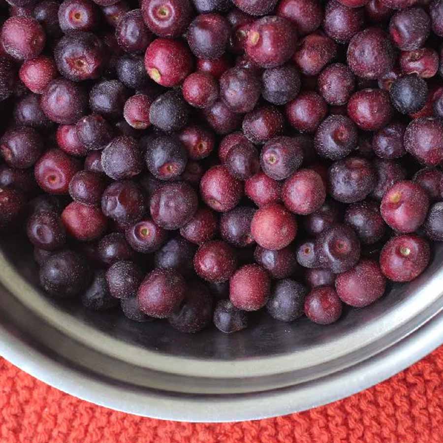 Why you should eat phalsa in summer dgtl
