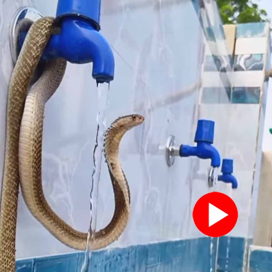 Video of cobra bathing itself under water tap goes viral dgtl