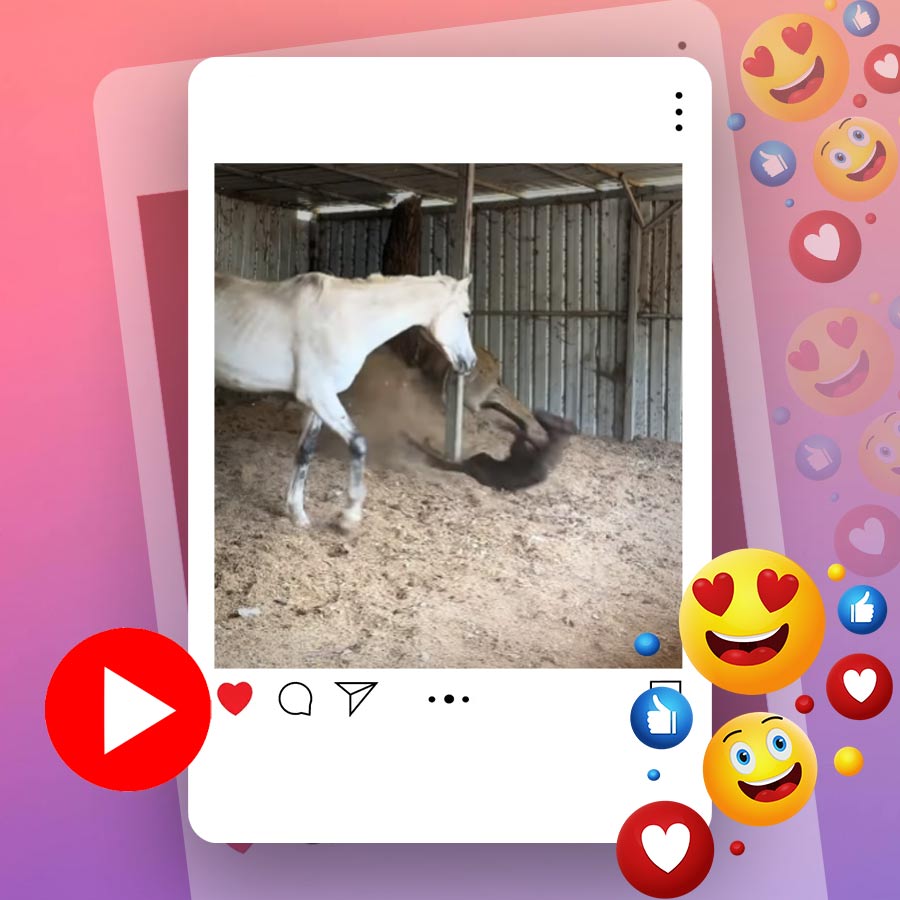 Video of baby horse falling after running goes viral dgtl