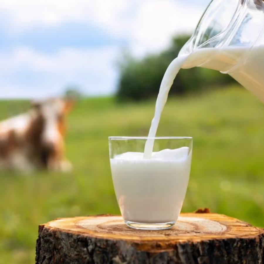 which is the most expensive milk in the world and why is it so dgtl