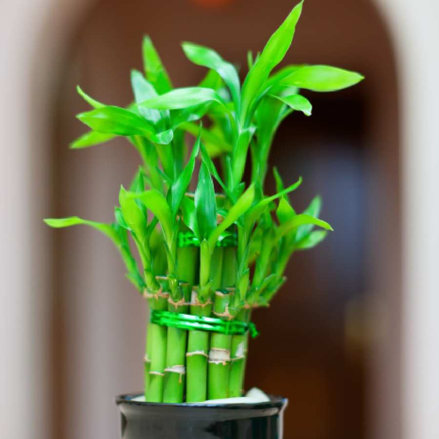 Why lucky bamboo is not growing dgtl