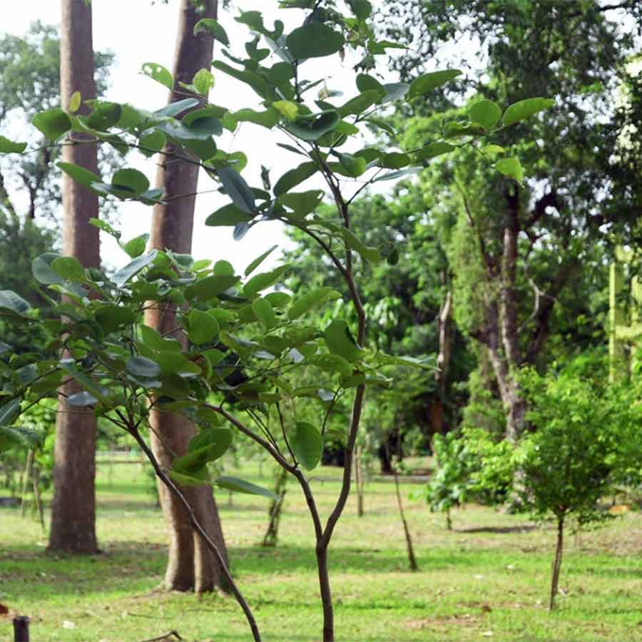 A red sandalwood garden has been established in the Botanical Garden for conservation