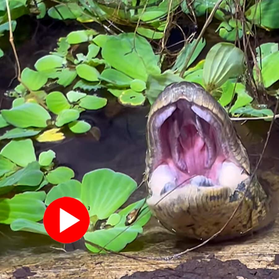 Video of anaconda yawning goes viral dgtl