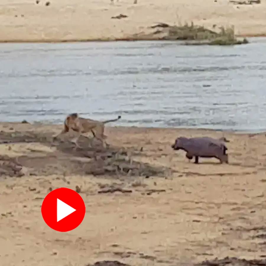 young hippo fends off a lion attack