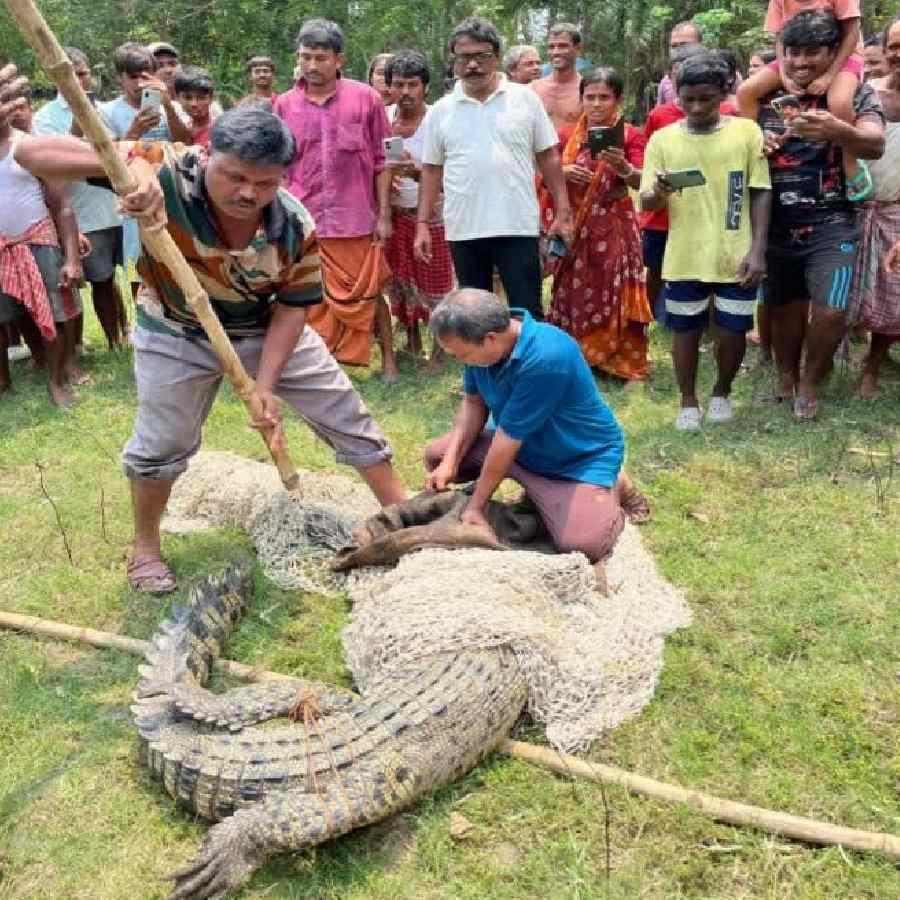 Watch Video: Crocodile Rescued By Forest Officials In West Bengal Sundarban Area dgtl