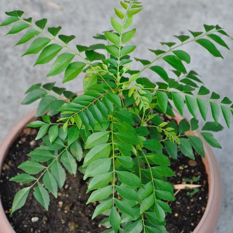 7 Super foods you can grow in your home garden, which have health benefits