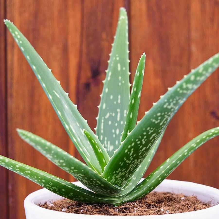7 Super foods you can grow in your home garden, which have health benefits