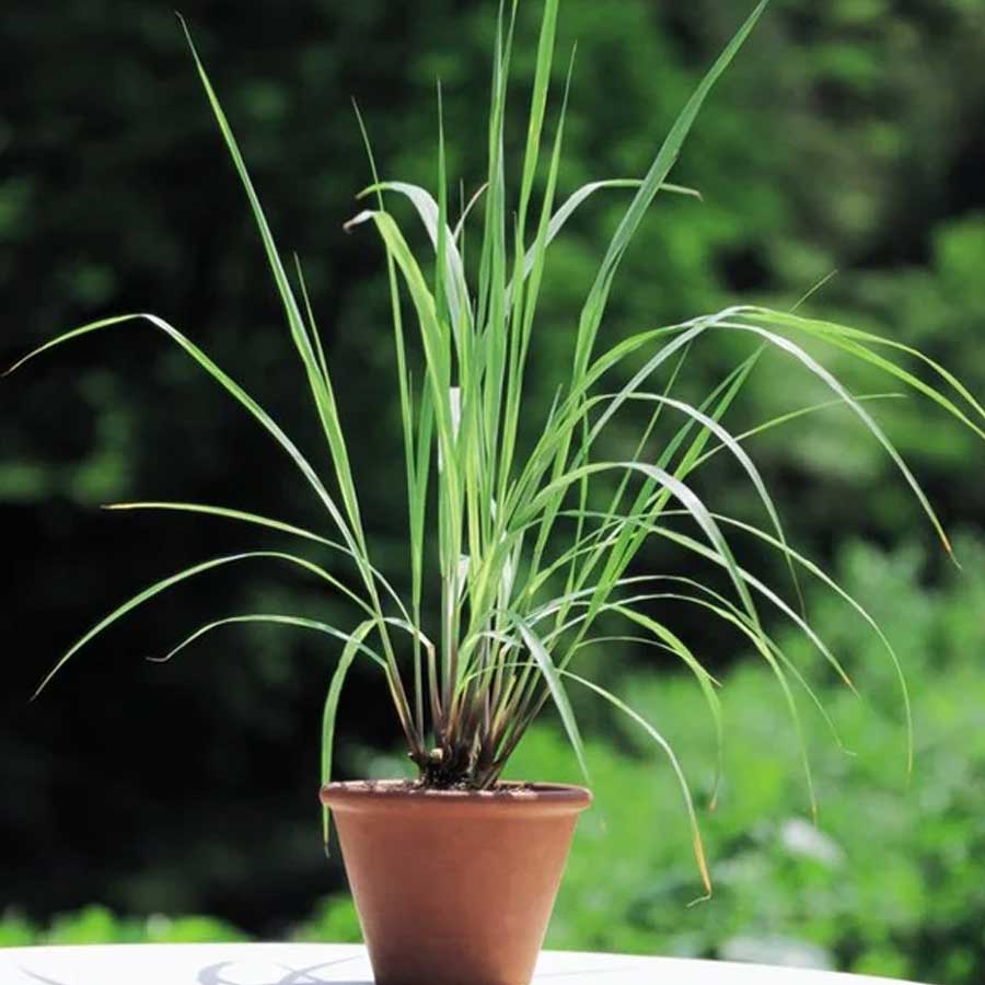 7 Super foods you can grow in your home garden, which have health benefits