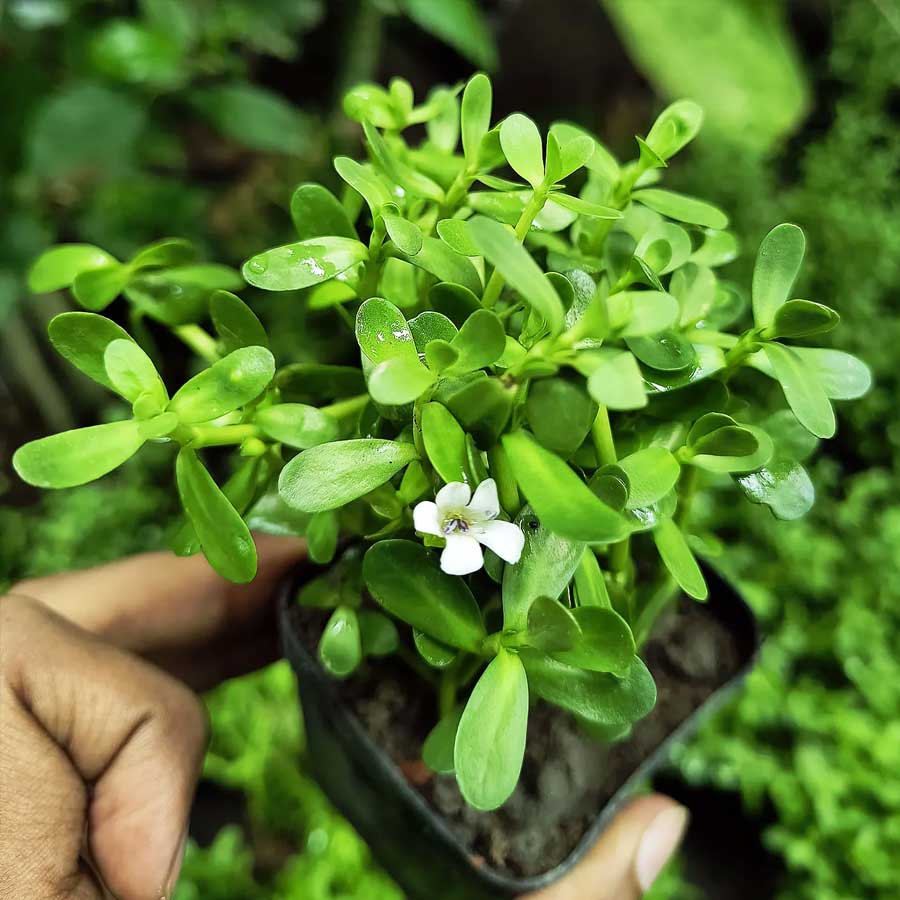 7 Super foods you can grow in your home garden, which have health benefits