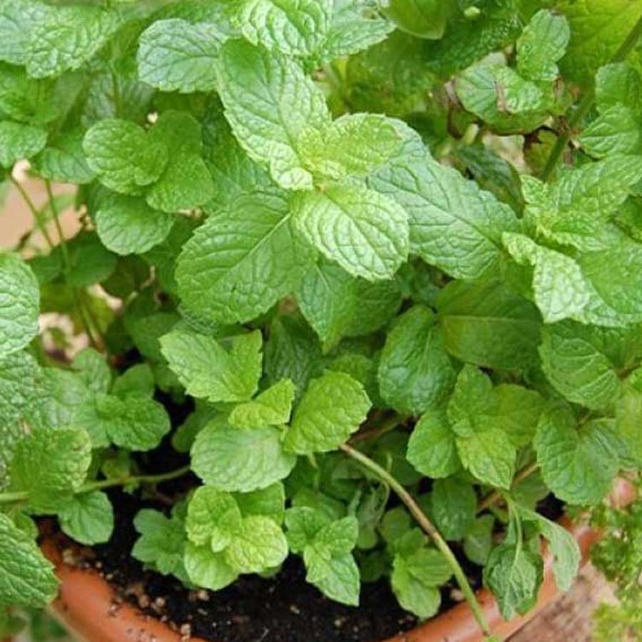 7 Super foods you can grow in your home garden, which have health benefits