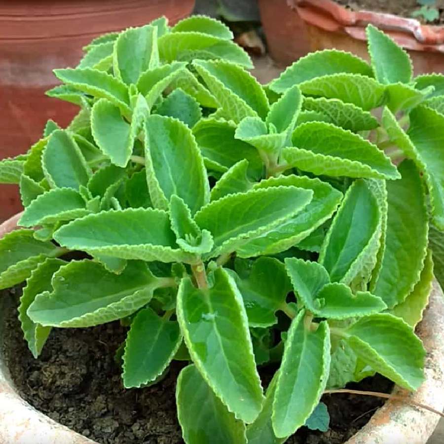 7 Super foods you can grow in your home garden, which have health benefits