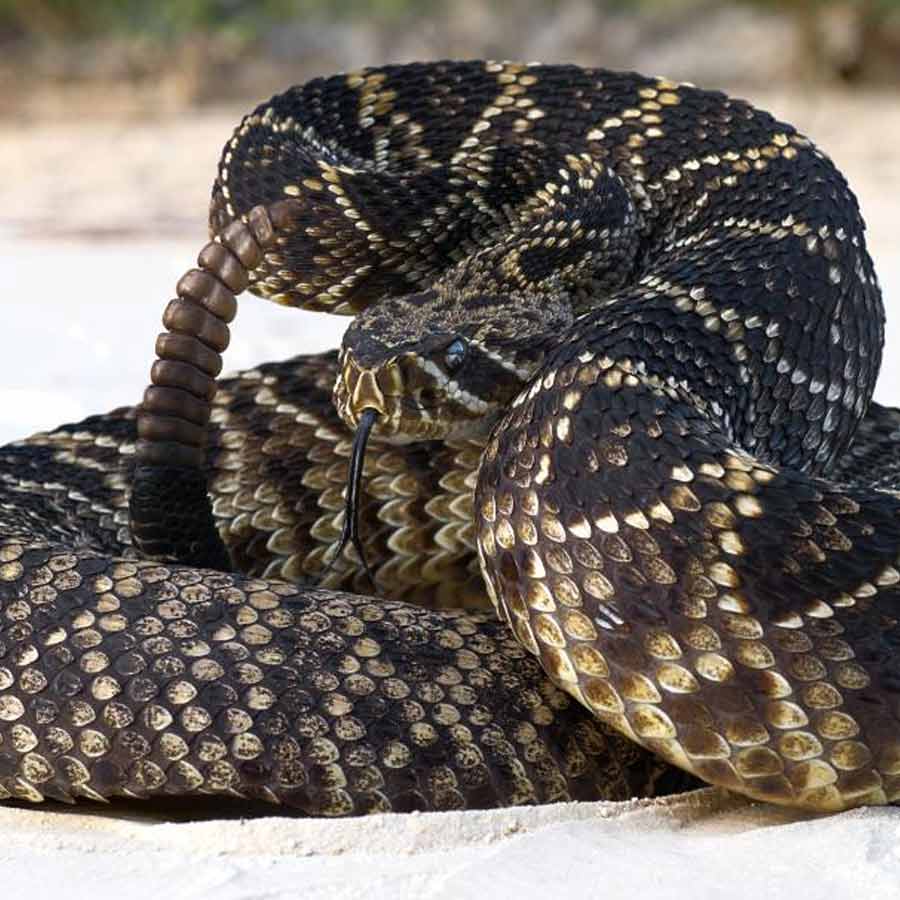 Indian man arrested with 47 venomous vipers and five turtles in bag at Mumbai airport