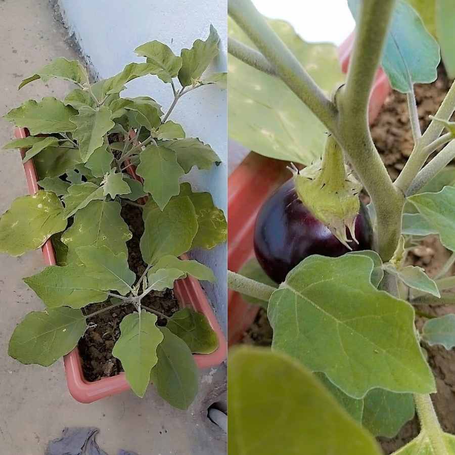 পার্ক ইনস্টিটিউশন স্কুলে টবে বেগুন চাষ। 