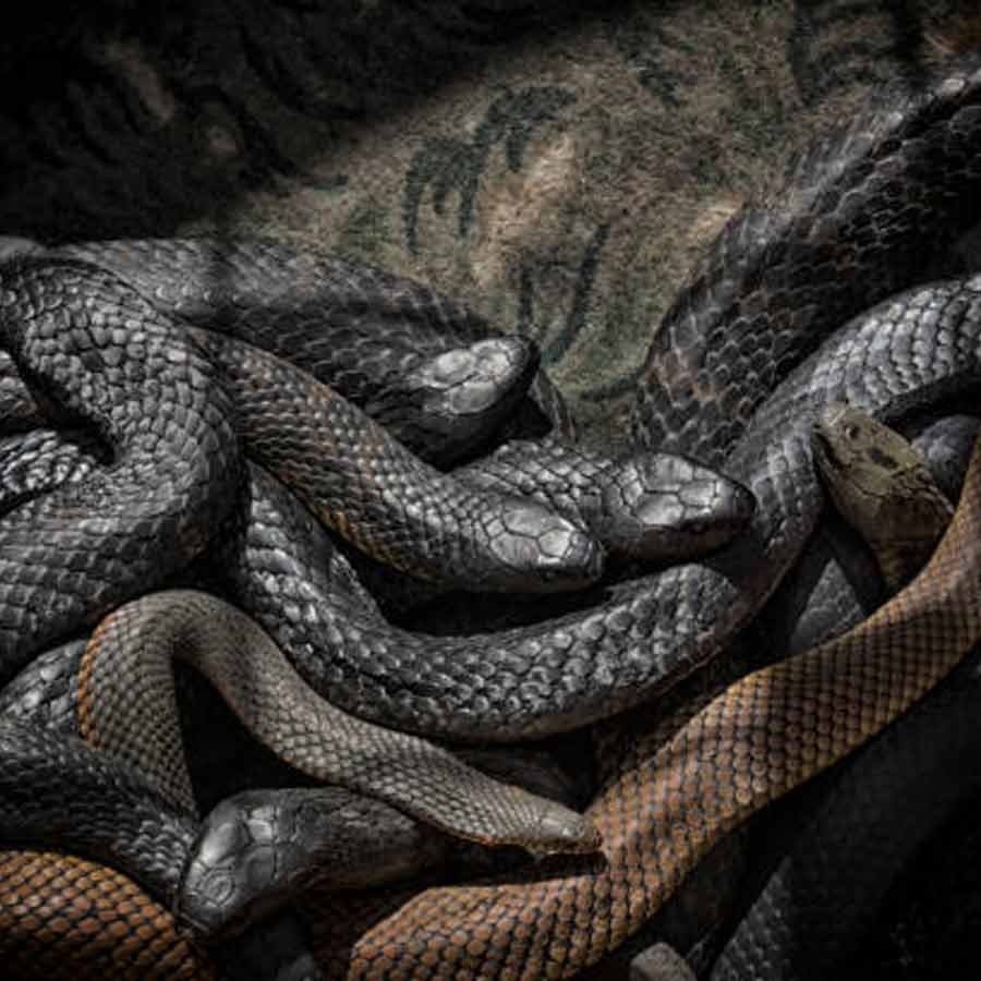 Villagers of Uttar Pradesh’s Meerut are in fear as over 100 live snakes crawled out of a farmer’s house dgtl