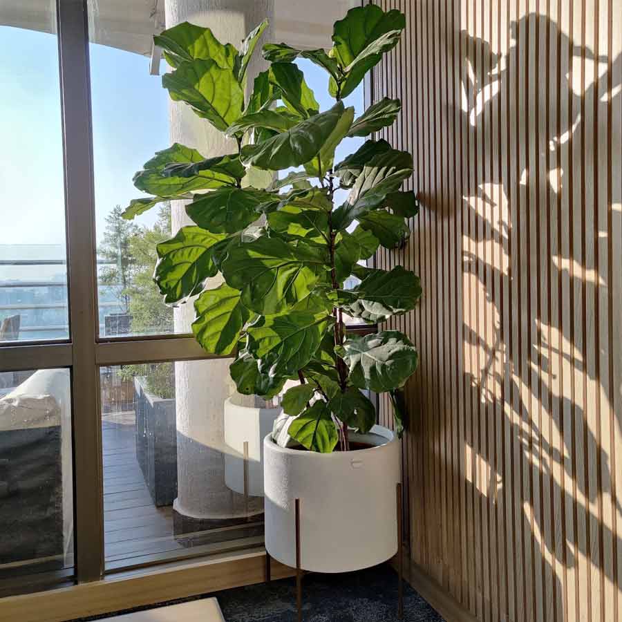 How do you understand your fiddle leaf fig is not getting enough sunlight dgtl