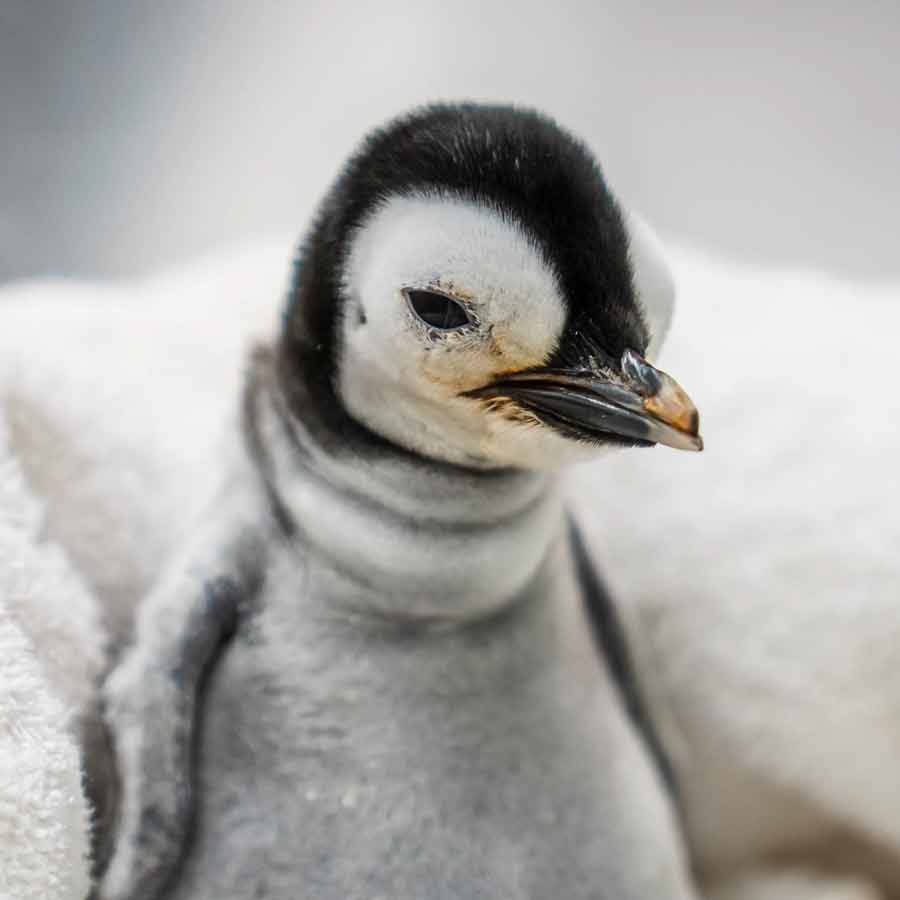 Penguin Chicks born at Mumbai zoo should be given Marathi names, BJP workers protest dgtl