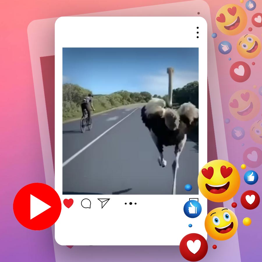 Video of ostrich chasing cyclists in South Africa goes viral dgtl