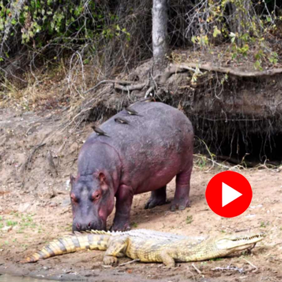 Video of crocodile and hippopotamus goes viral dgtl