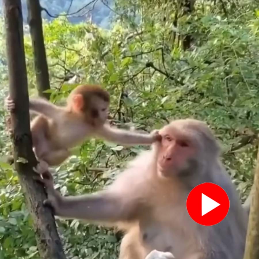 Video of baby monkey kissing its mother goes viral dgtl