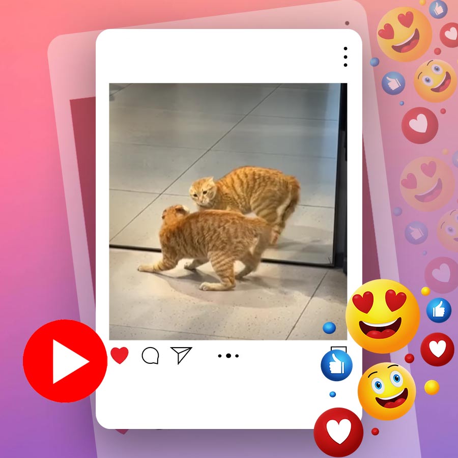 Video of cat playing in front of mirror goes viral dgtl