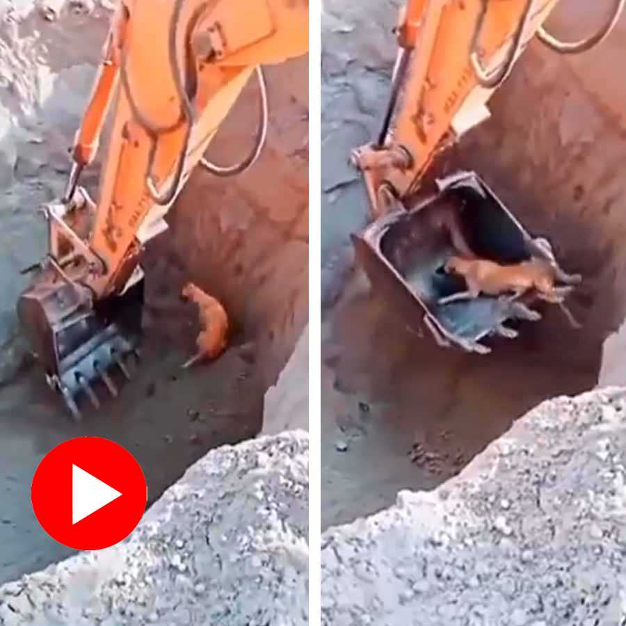 A stary dog fell into a mine and got rescued with the help of Jcb, heart-warming video goes viral dgtl
