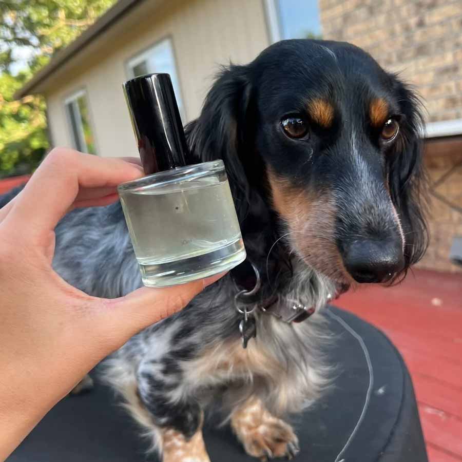 How to find the best dog perfume for your pet dgtl